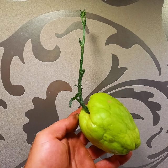 Was das wohl ist? Heute gesetzt, im Herbst dann auf dem Biomärit auf dem Eigerplatz. Aber schon diesen Mittwoch ab 1600 Uhr die ersten Erdbeeren für dich!

#biobern #bern #eigerplatz #vohie #egggraben #biosuisse #bioabo #emmental #emmentalvalley