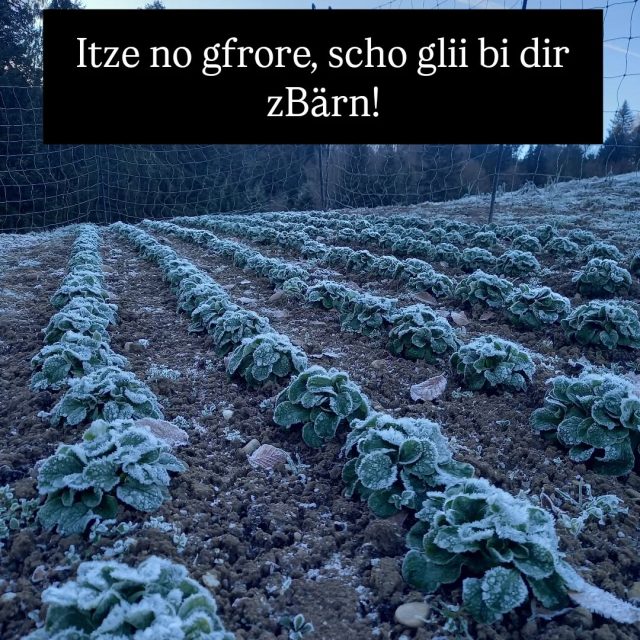 Hüt zletschte mal das Jahr, ab 1600 Uhr ufem Eigerplatz, Biomärit! Mit Güetzi, Glüehmost u Musig für aui  für di Gmüessaison 2025 z fiire. 

#emmental #egggraben #biobauer #biosuisse #bioabo