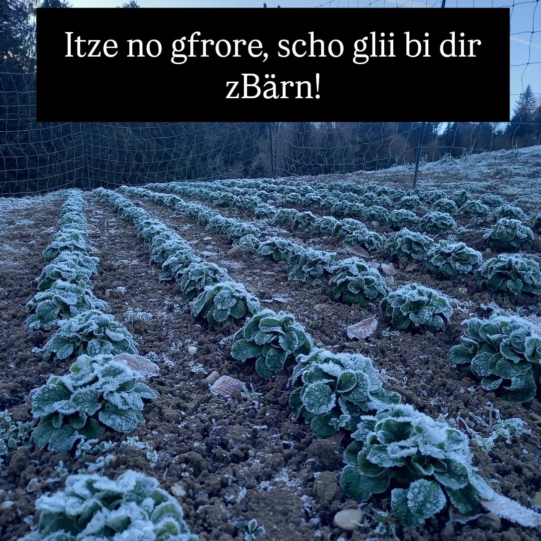 Hüt zletschte mal das Jahr, ab 1600 Uhr ufem Eigerplatz, Biomärit! Mit Güetzi, Glüehmost u Musig für aui  für di Gmüessaison 2025 z fiire. 

#emmental #egggraben #biobauer #biosuisse #bioabo
