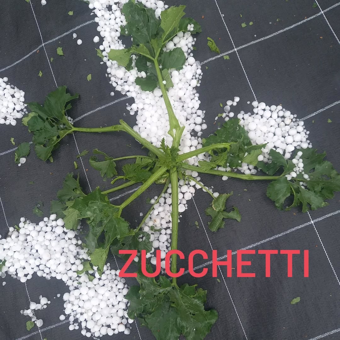 Mit Zucchetti wirds de chli speter am #Biomärit am #Eigerplatz in #Bärn das Jahr. Aber hei, morn ab 1600 Uhr chunnsch viel anders Biogmües und e Überraschig vom #Staub_hof